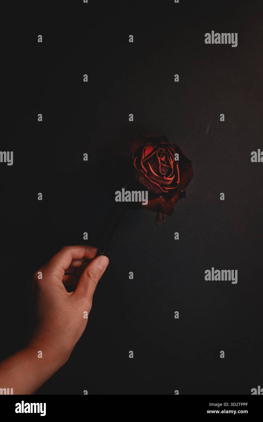 Hand holding dried red rose on dark background Stock Photo
