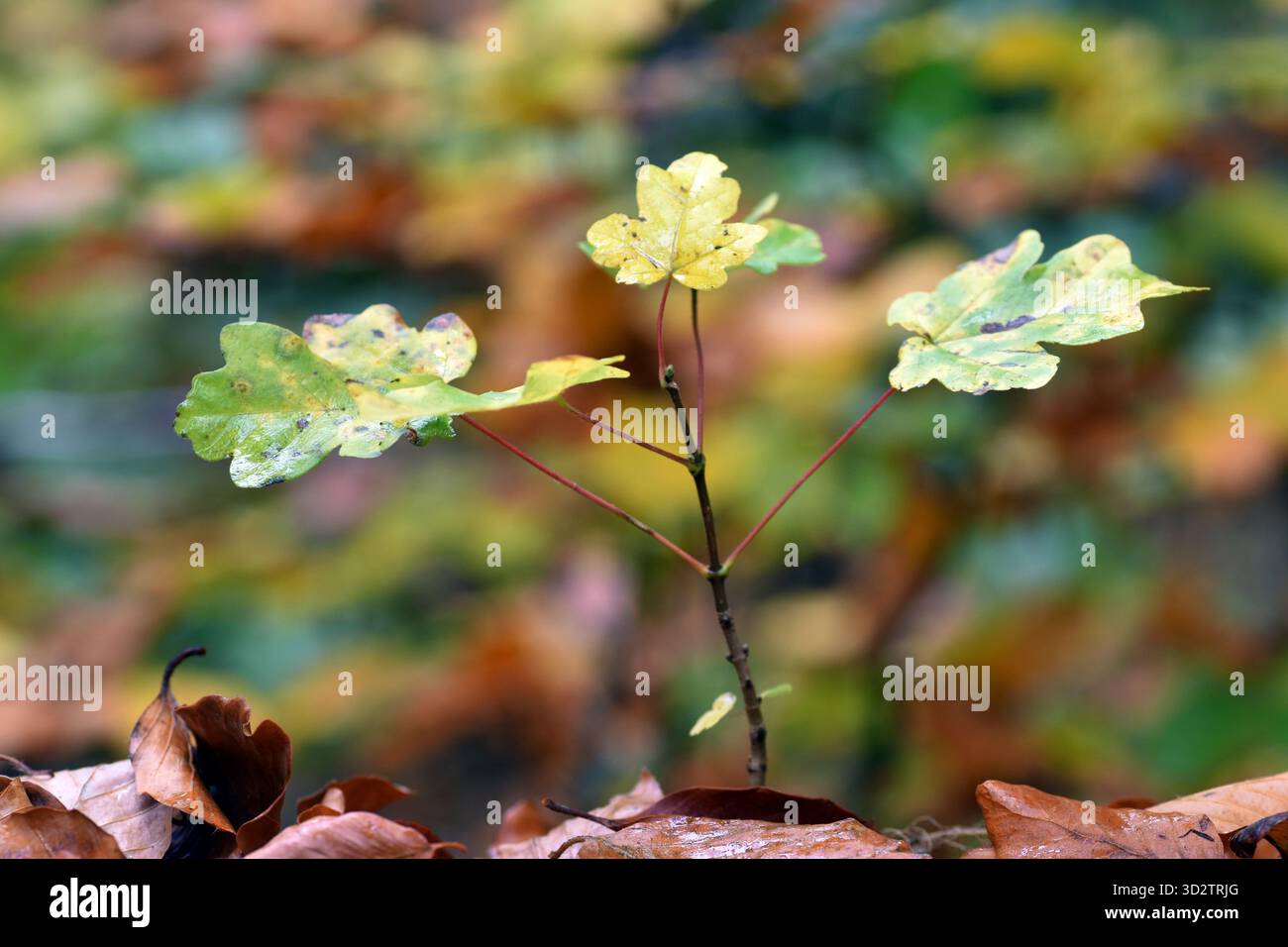 Young specimen of field maple (Acer campestre) Stock Photo