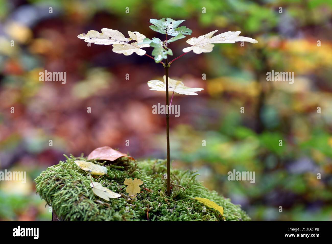 Young specimen of field maple (Acer campestre) Stock Photo