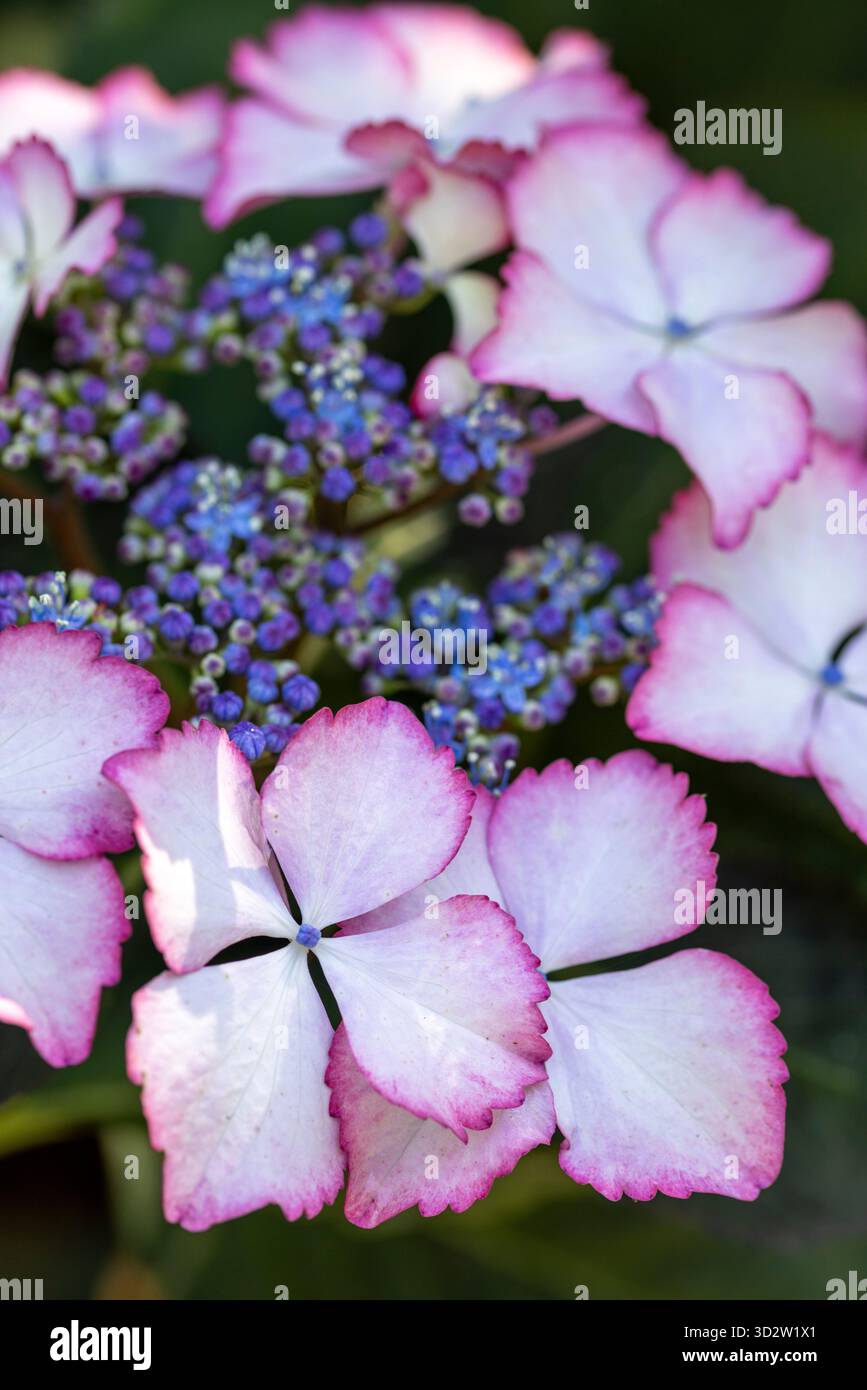 Hydrangea macrophylla, Lacecap Hydrangea Stock Photo