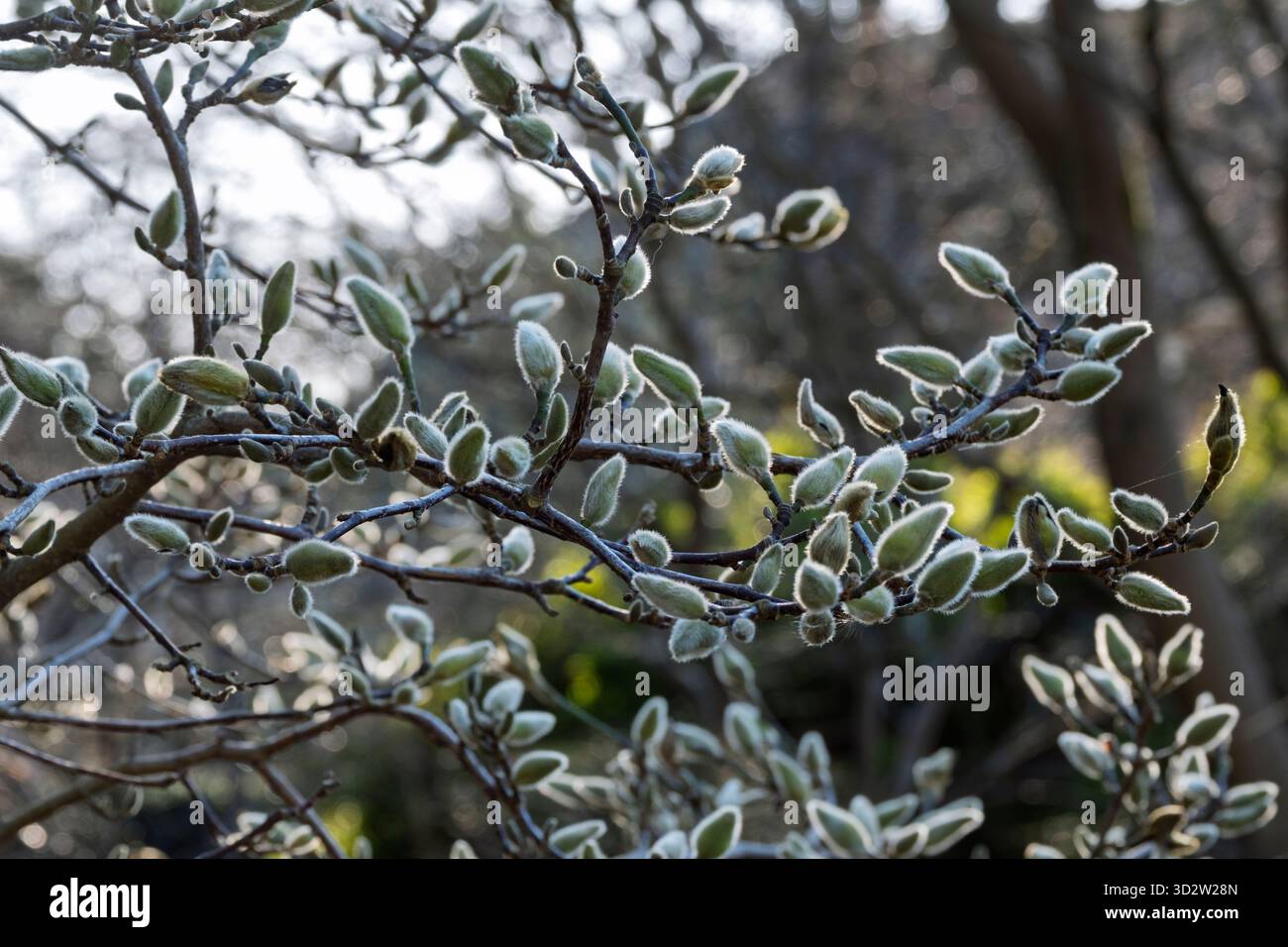 The soft downy buds of magnolia flowers in early spring Stock Photo