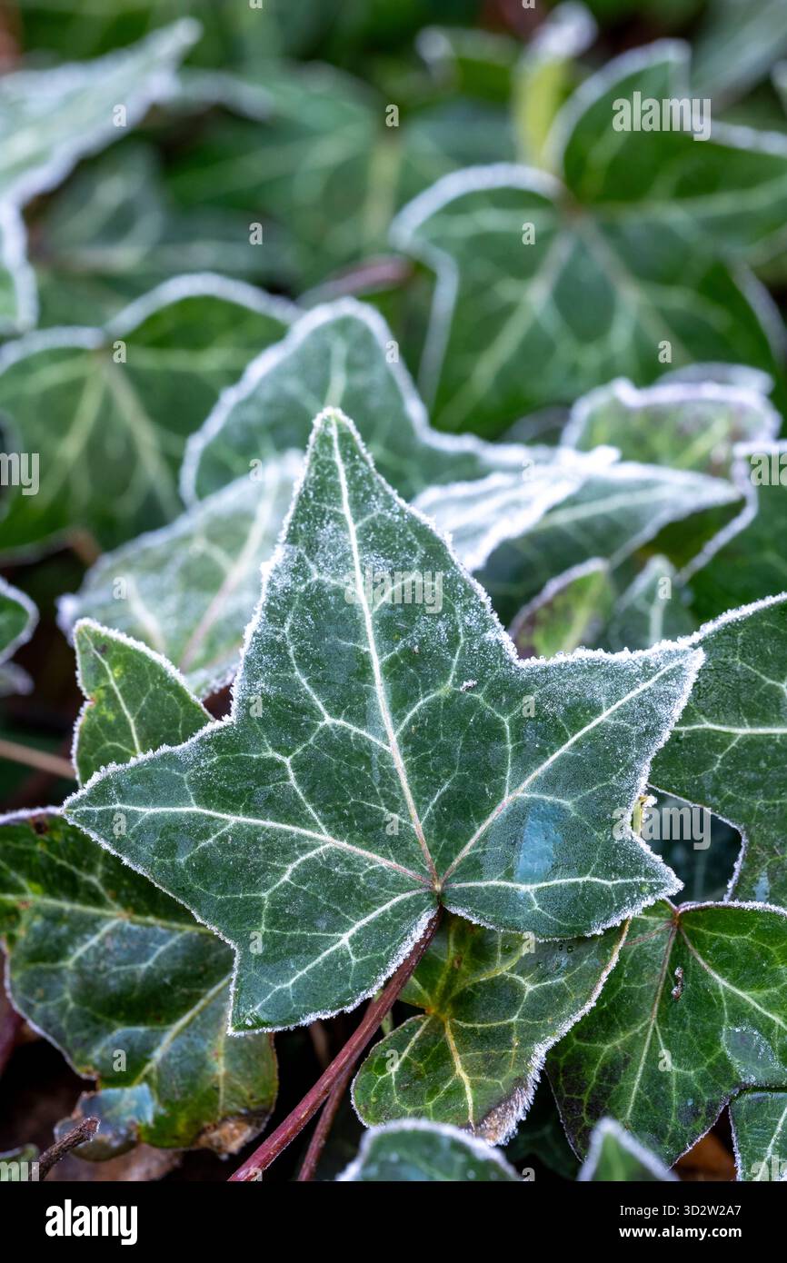 Frosty ivy leaf in winter, Hedera helix Stock Photo - Alamy