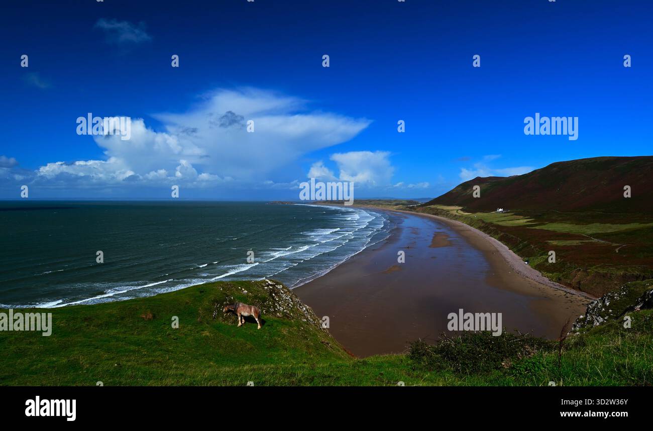 View over Rhossili Beach, Gower, with pony in foreground on cliff edge, rolling waves with blue sky and cumulus clouds. Stock Photo