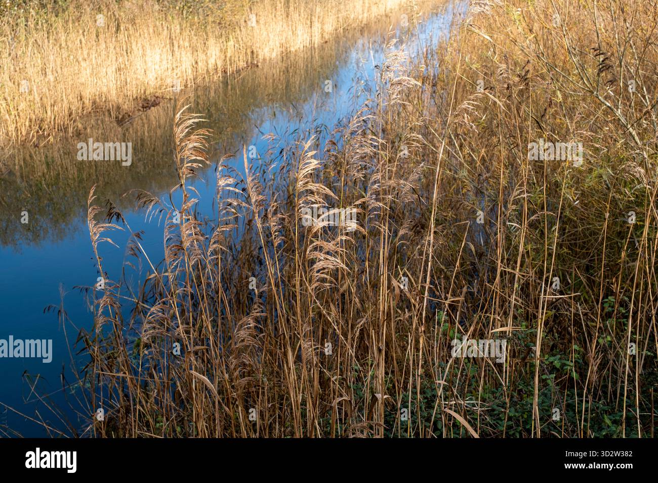 Reed beds, Common Reed, Phragmites australis Stock Photo