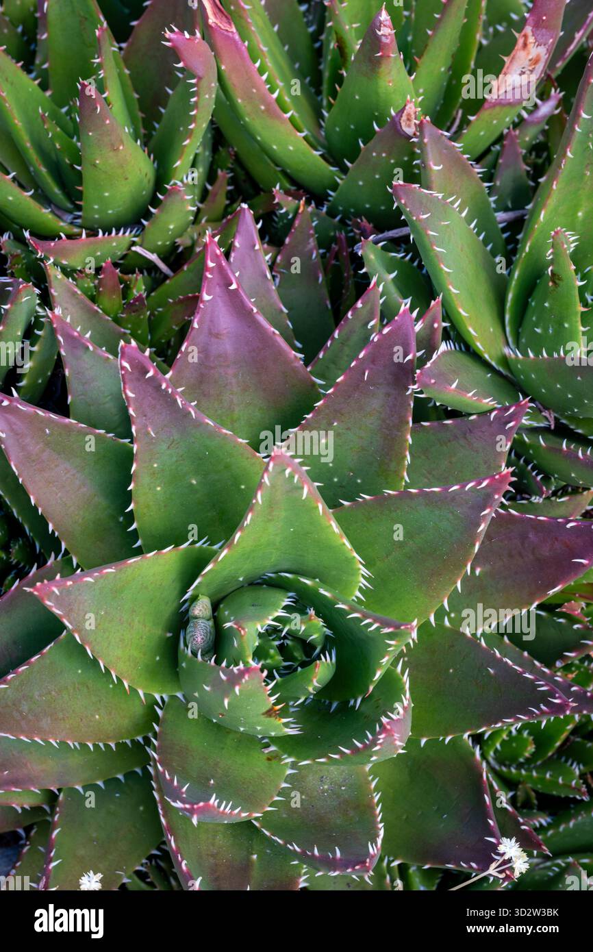 Short leaf aloe aloe brevifolia hi-res stock photography and images - Alamy