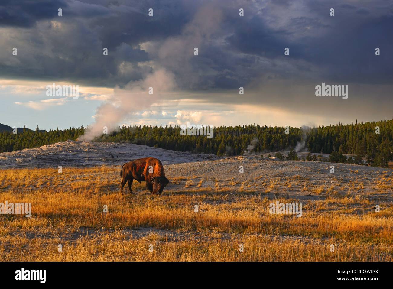 Lone bison grazing by Old Faithful Geyser in Yellowstone National Park in Wyoming Stock Photo