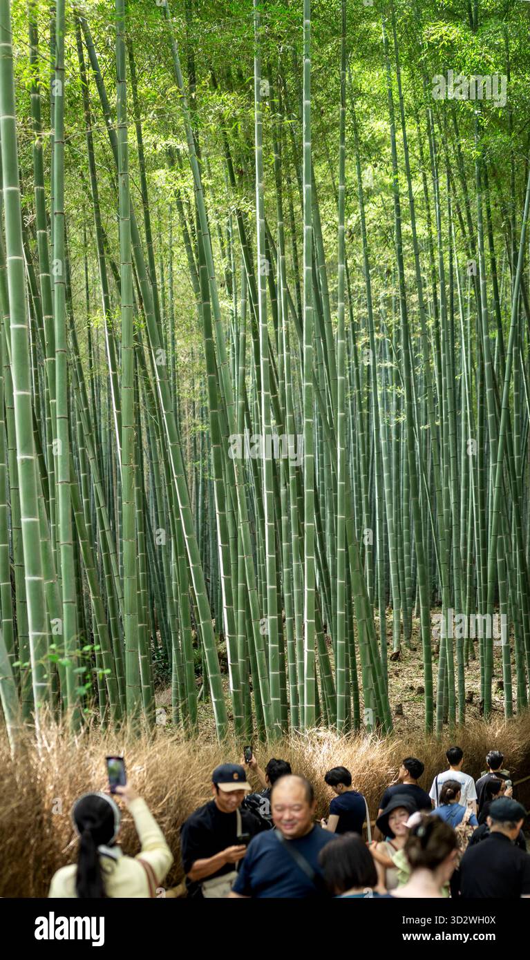 bambus diele terrasse Bambus-Terrassendiele Bamboo X-treme - feingeriffelt / gebrstet