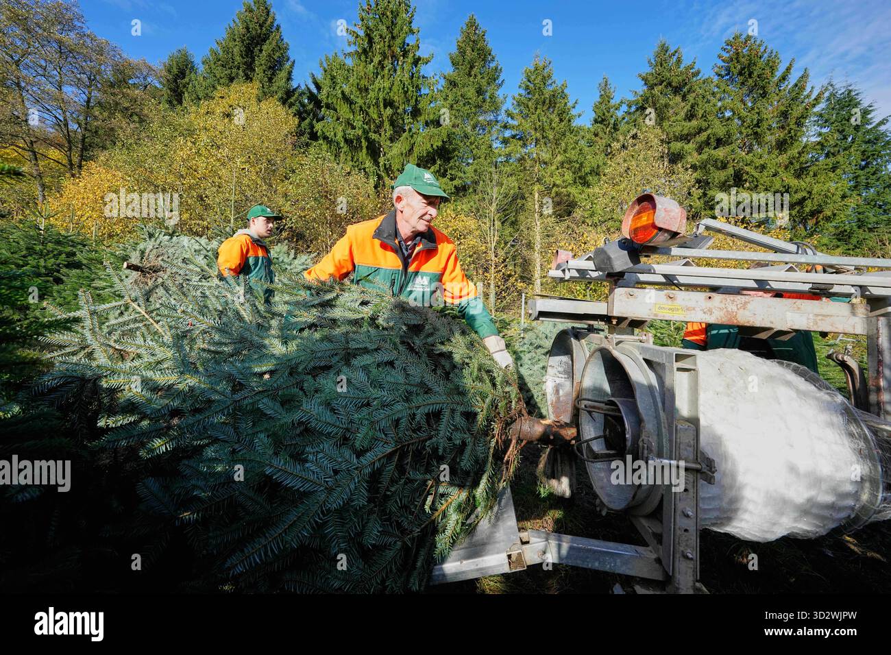 Fir trees are packed in nets after the felling on a Christmas tree farm ...