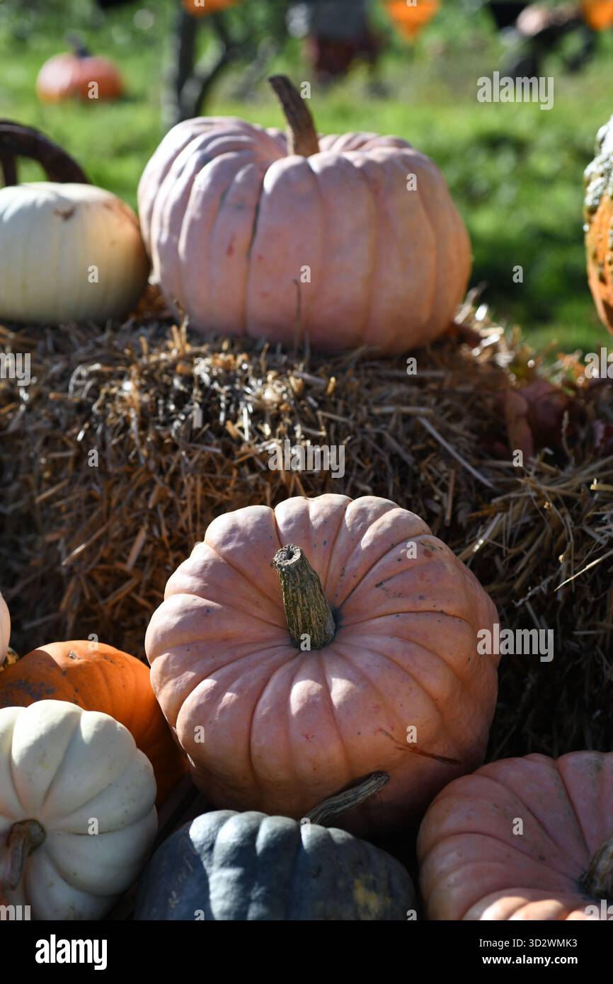 Pumpkin farm Stock Photo