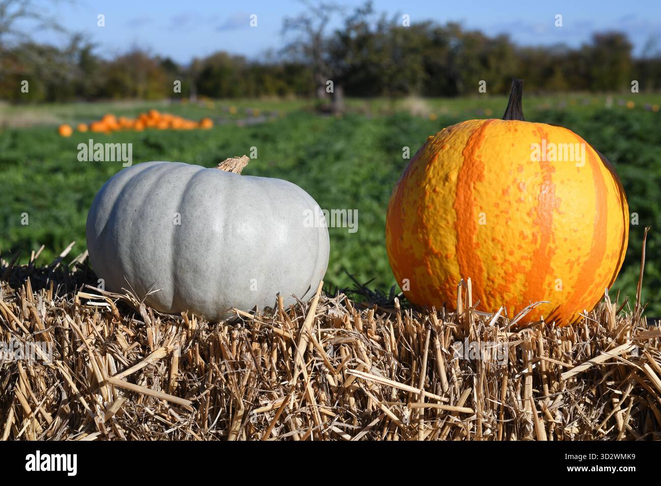Pumpkin farm Stock Photo