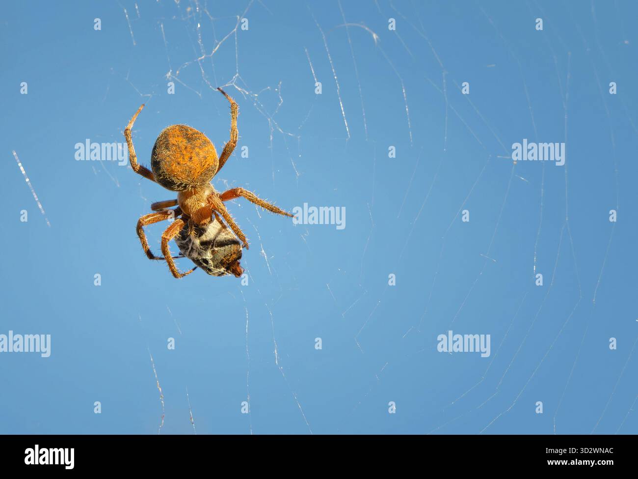 Spotted Orb Weaver (Neoscona crucifera), aka garden spider, having its meal in the circular-shaped web. Blue sky background. Stock Photo
