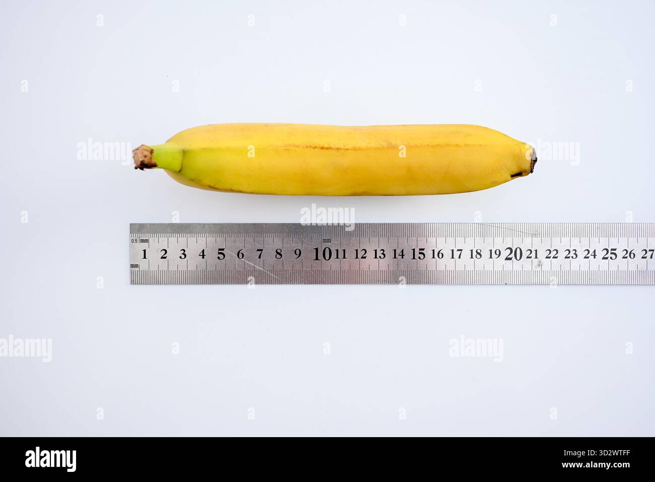 Banana lying on a metal ruler, showing its length and scale on a white ...