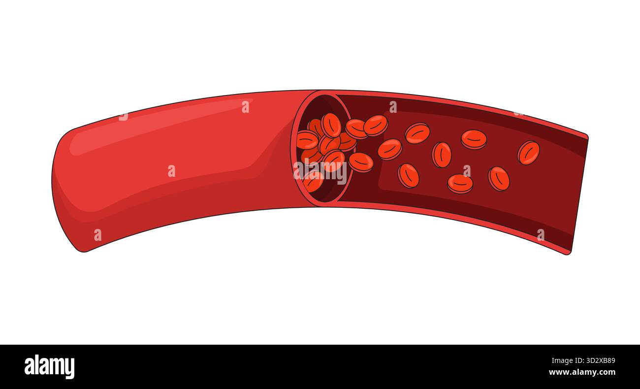 Human artery cross-section with red blood cells 2D vector illustration ...