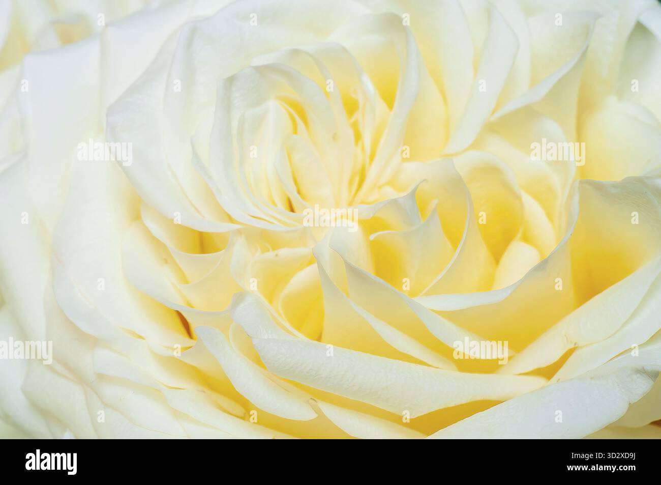 Close-up shot showcasing a beautiful creamy white rose, with detailed textures and a delicate yellow center, perfect for any project Stock Photo