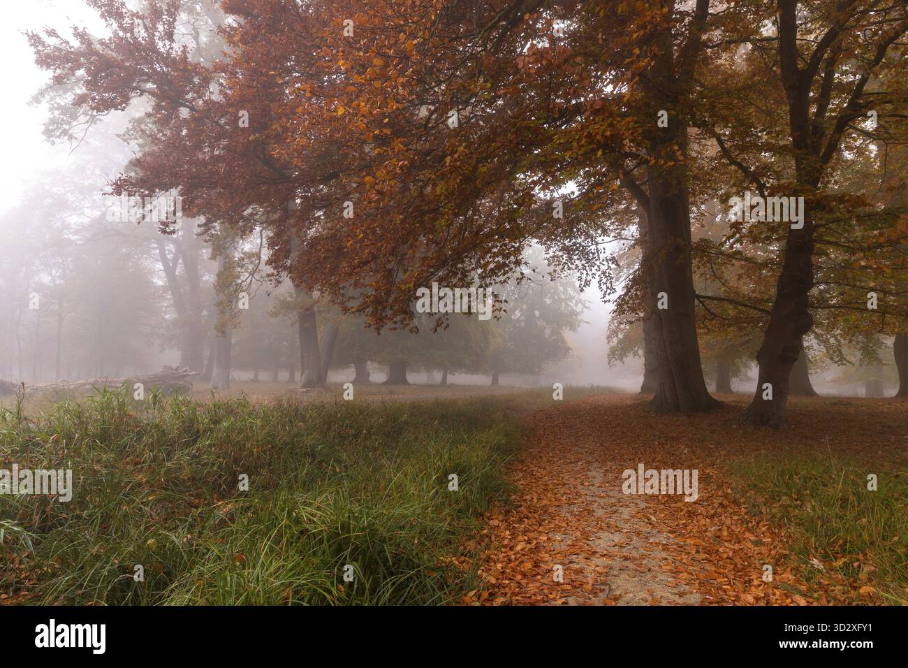 Autumn colors in Copenhagen Denmark. The big beech trees in Jaegersborg ...