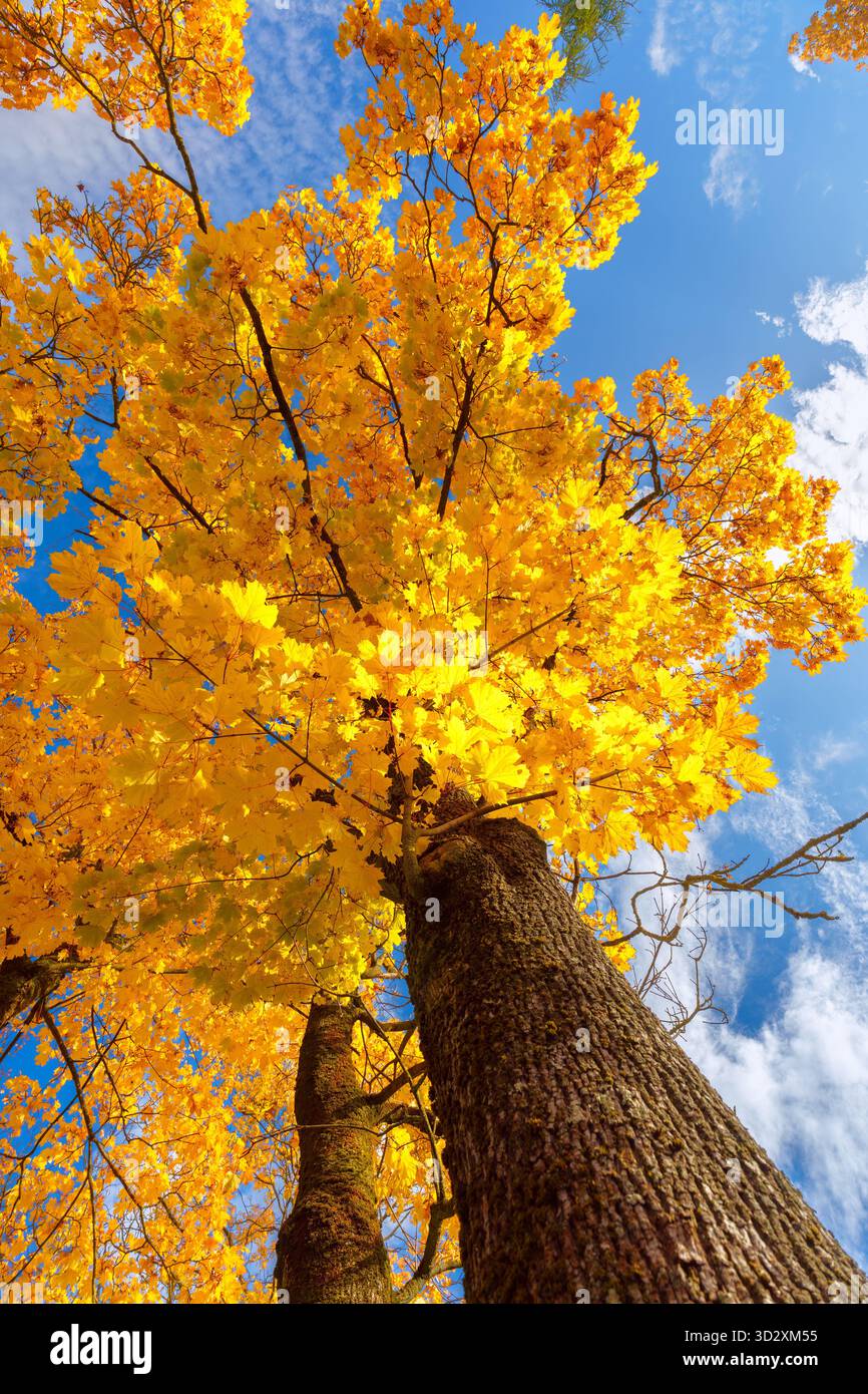 Two tall tree trunks hi-res stock photography and images - Alamy