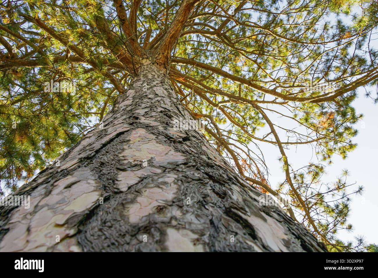 An upward perspective of a tall pine tree showing its rugged bark and ...