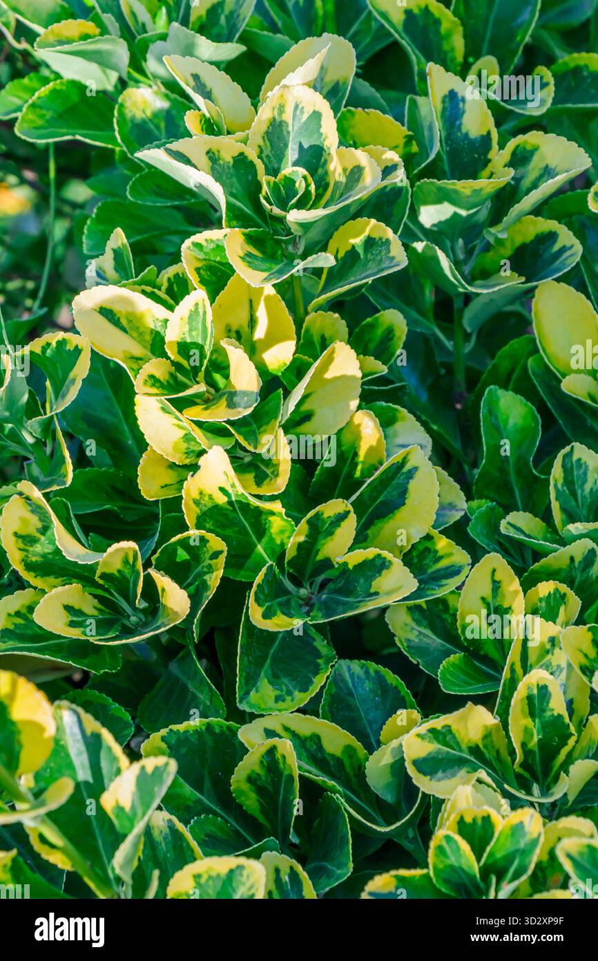 Lush green vibrant plant growth patterns hi-res stock photography and ...