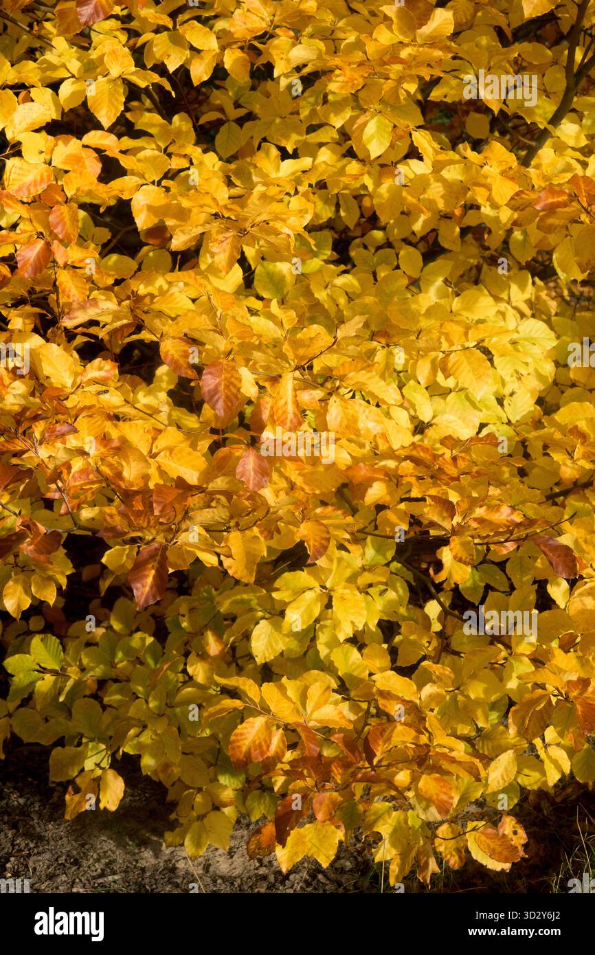 European Beech, Fagus sylvatica "Franken" Autumn Leaves Beech Foliage Stock  Photo - Alamy