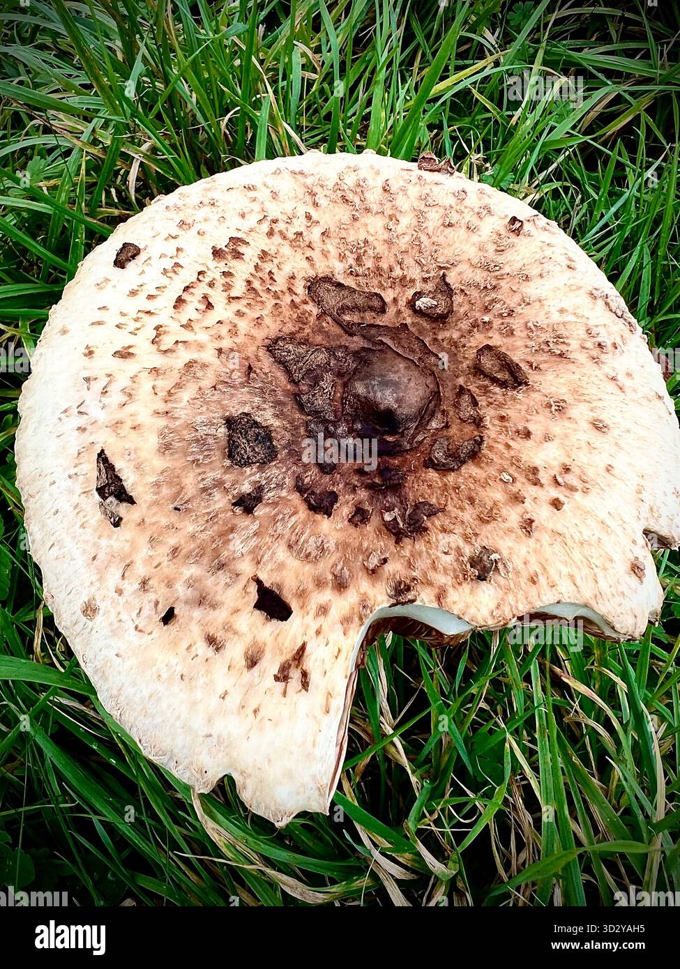 A wild Parasol mushroom found in a grassy area in South Norfolk, England, with a bite taken out of it by a wild animal. - Smartphone Captured Stock Image