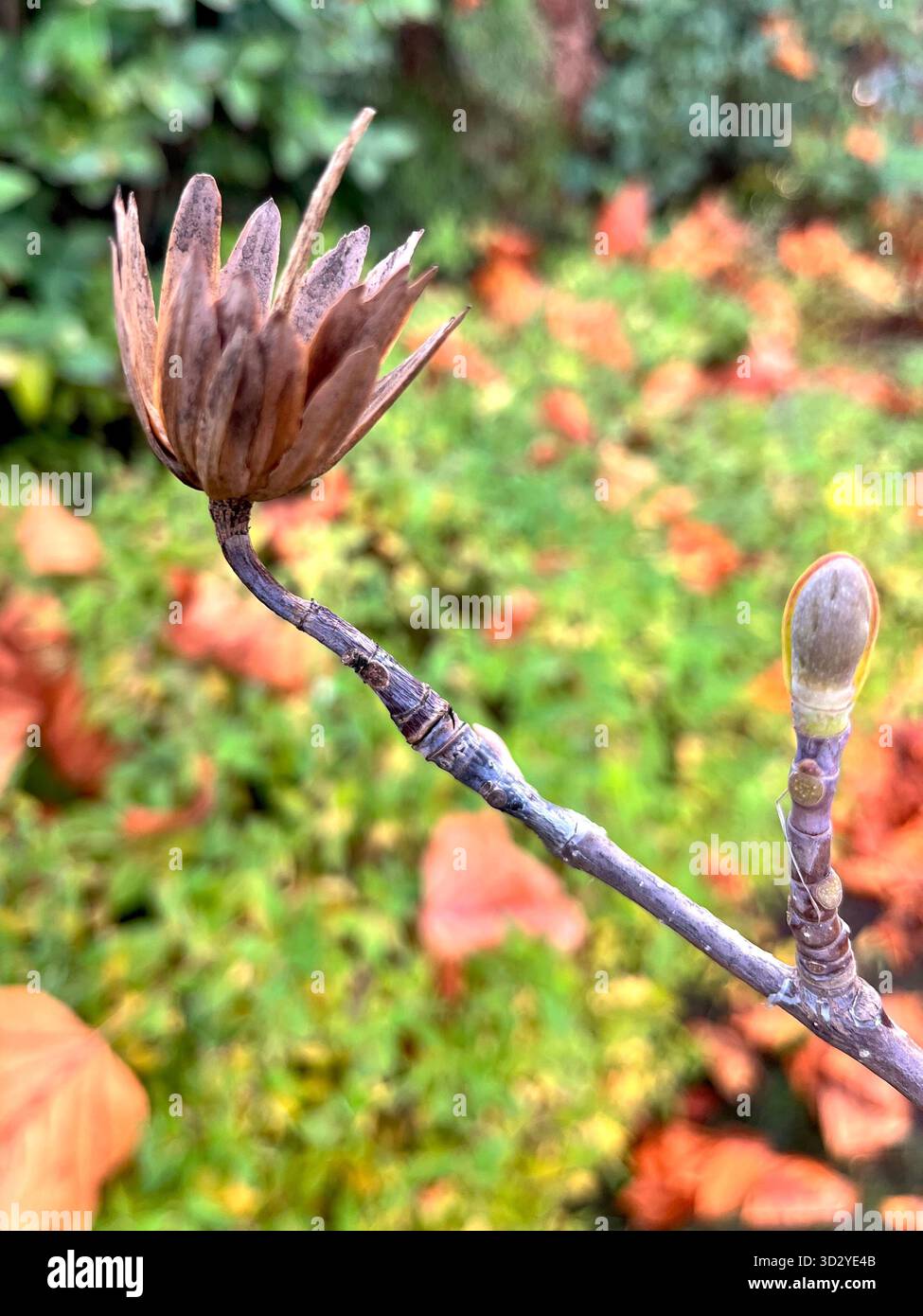 Dry tulip tree seed pod on branch in Autumn, Liriodendron tulipifera - Smartphone Captured Stock Image