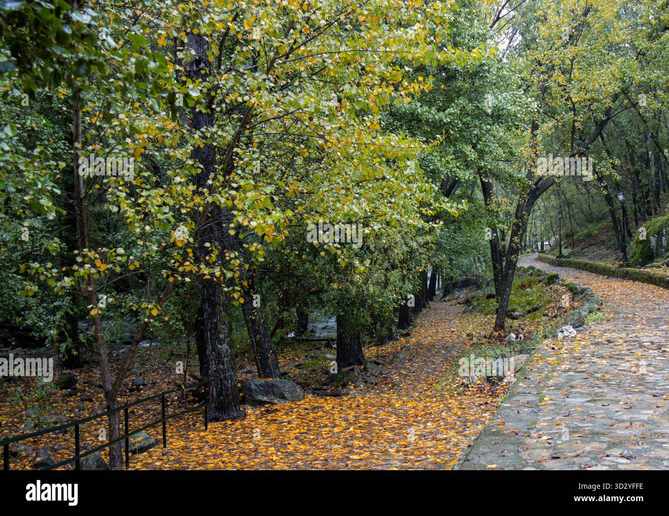 Bosque bosque lluvioso hi-res stock photography and images - Alamy