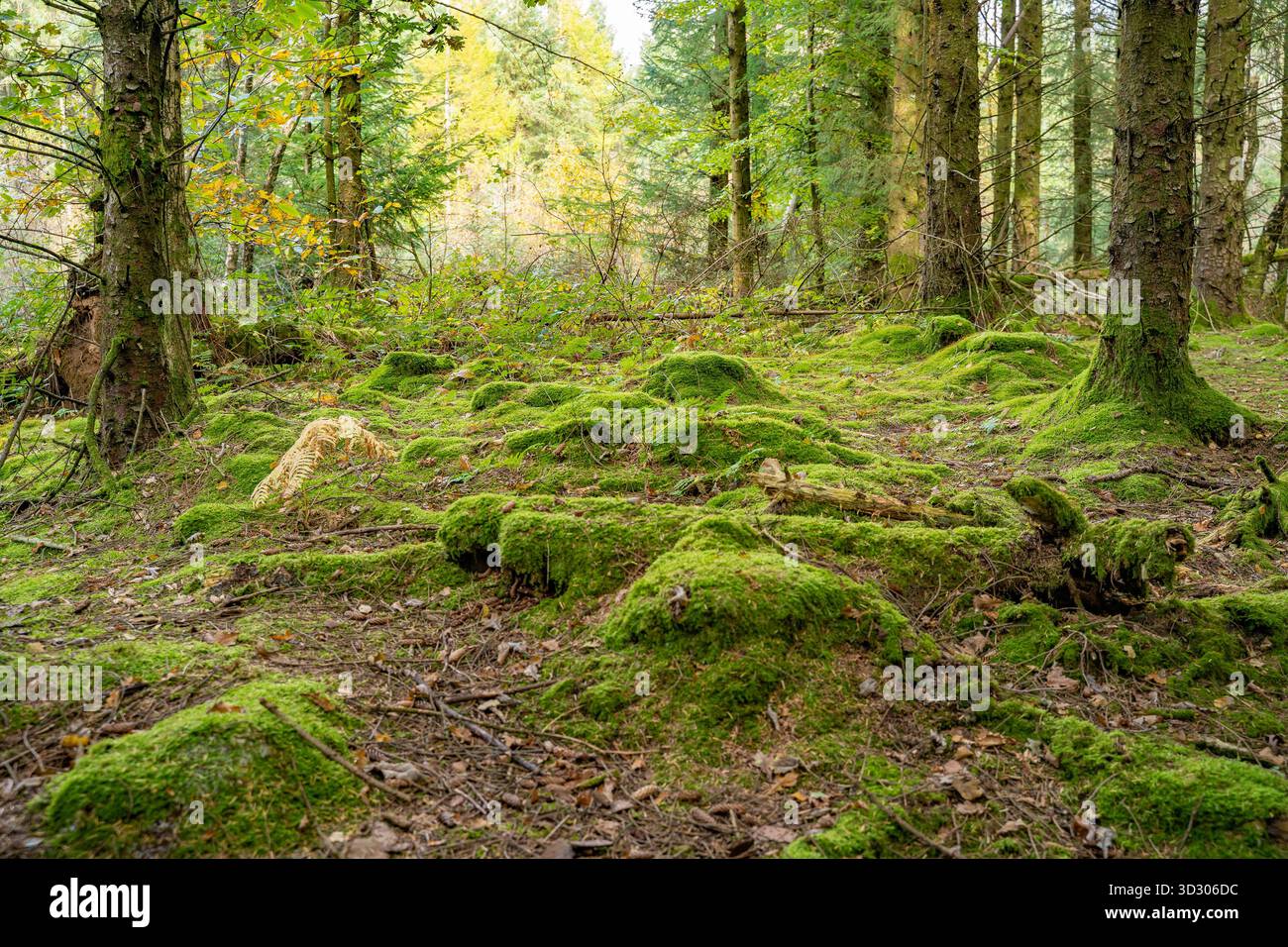 Moss covered woodland forest hi-res stock photography and images - Alamy