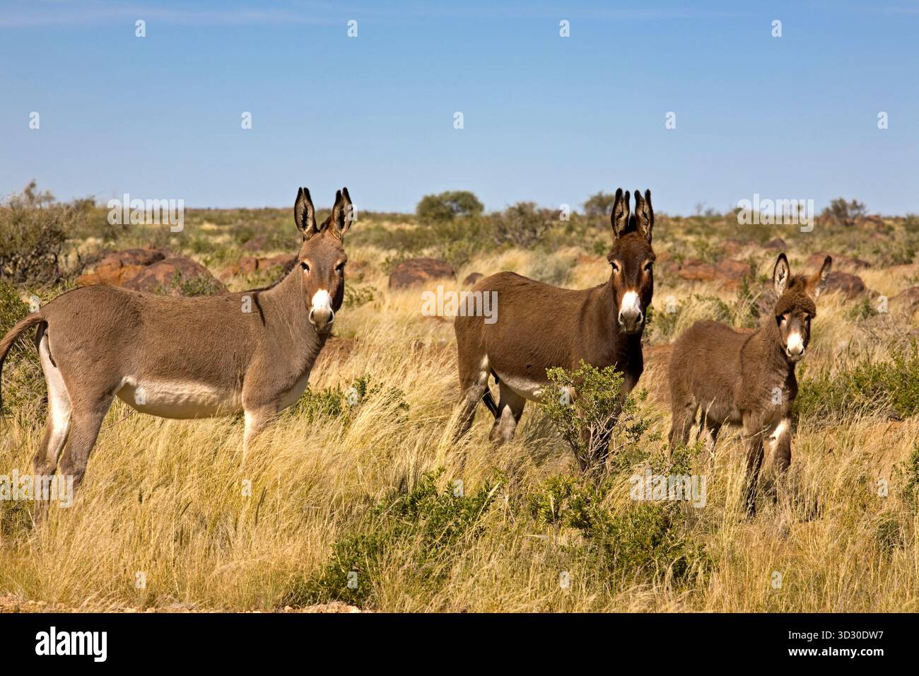 Feral species in desert hi-res stock photography and images - Alamy