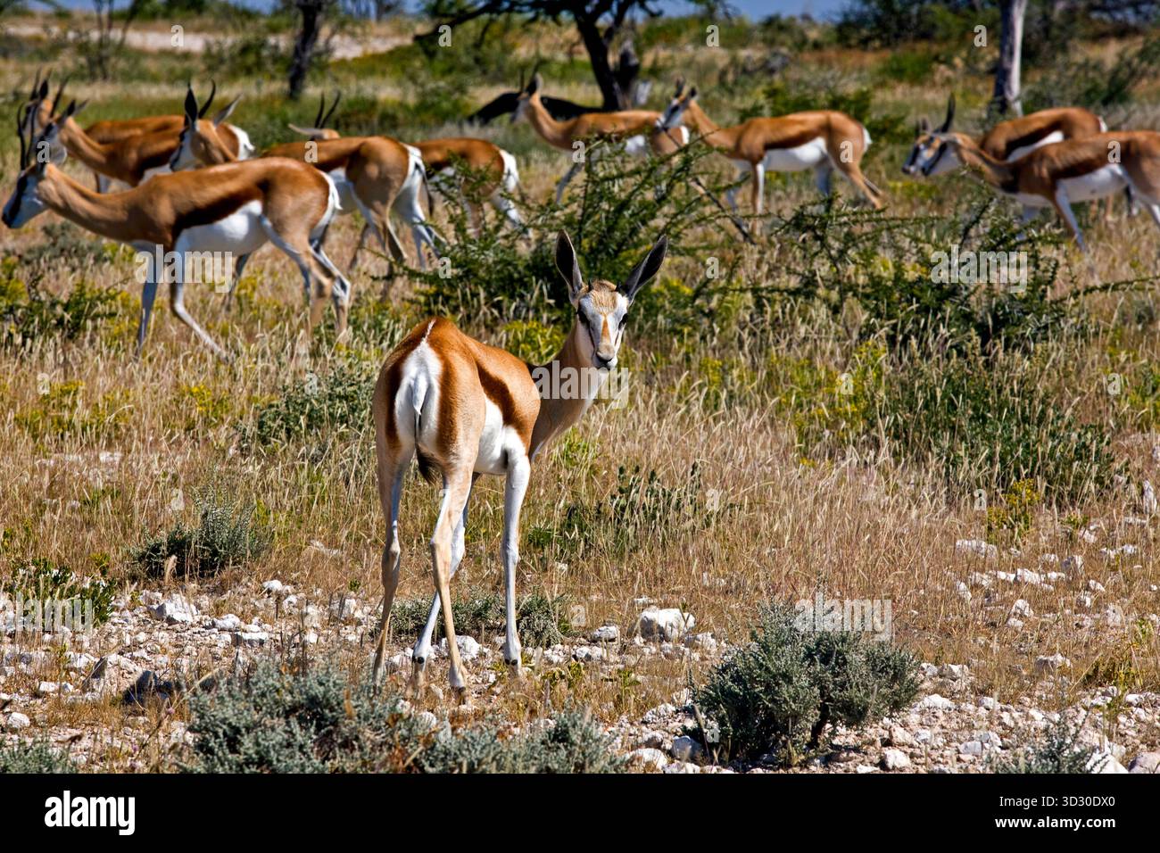 Group animals springbok herd hi-res stock photography and images - Alamy