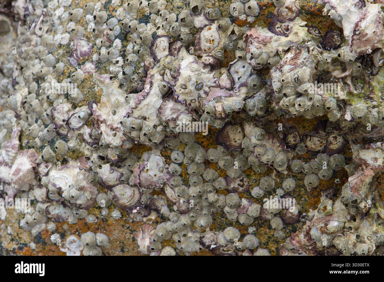 Close-up of barnacles and shells attached to a surface on the Vietnam ...