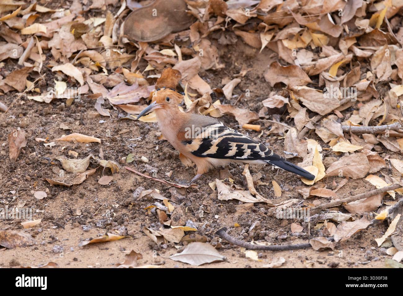 Upupa marginata hi-res stock photography and images - Alamy