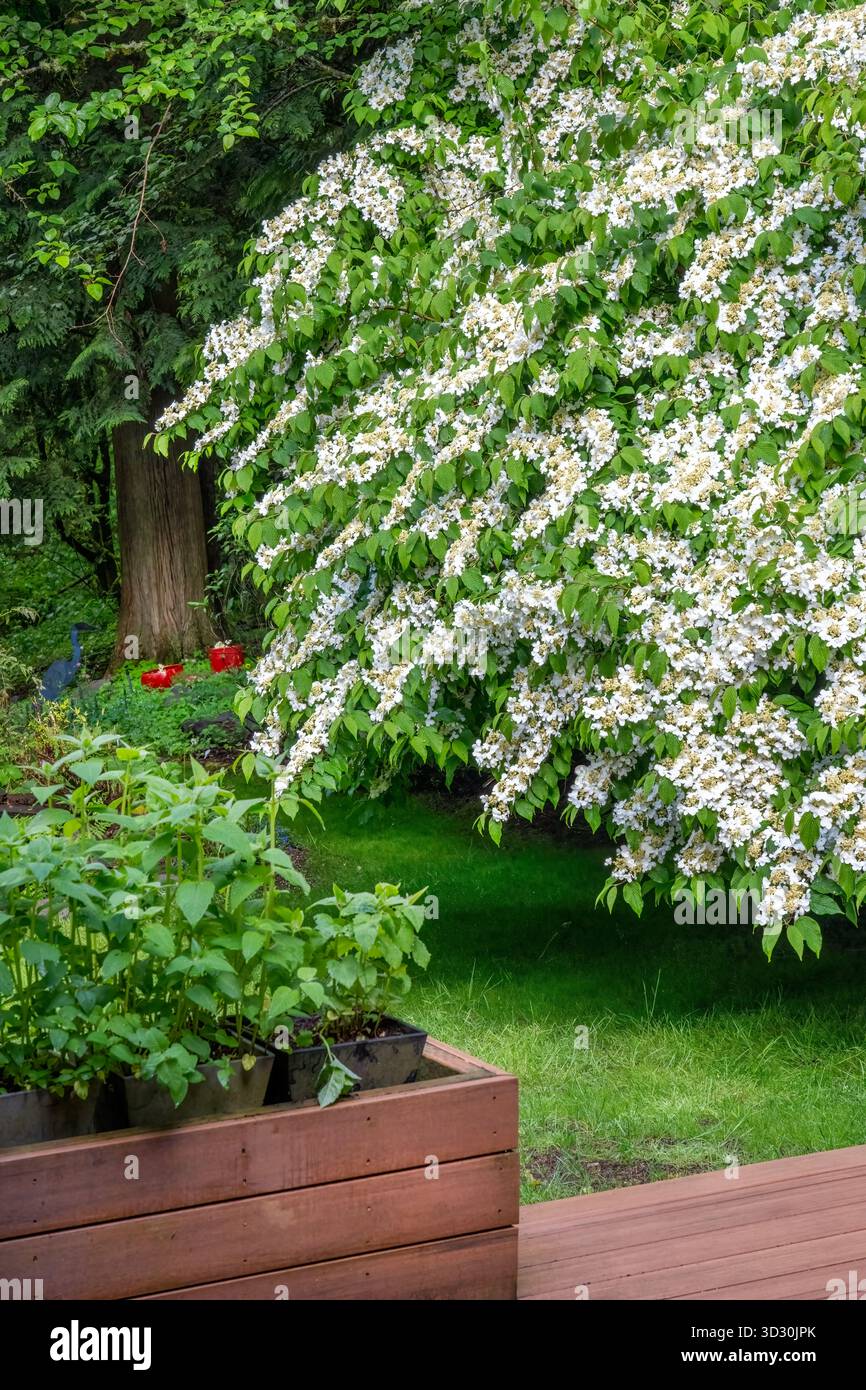 red tip photinia Photinia Tree (Photinia Fraseri) – Yardwork main image 0