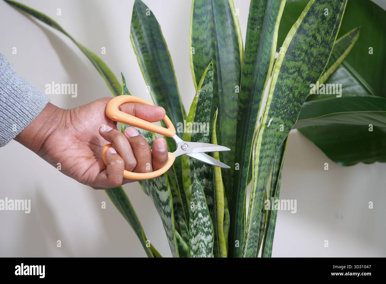 Green garden snake hi-res stock photography and images - Alamy