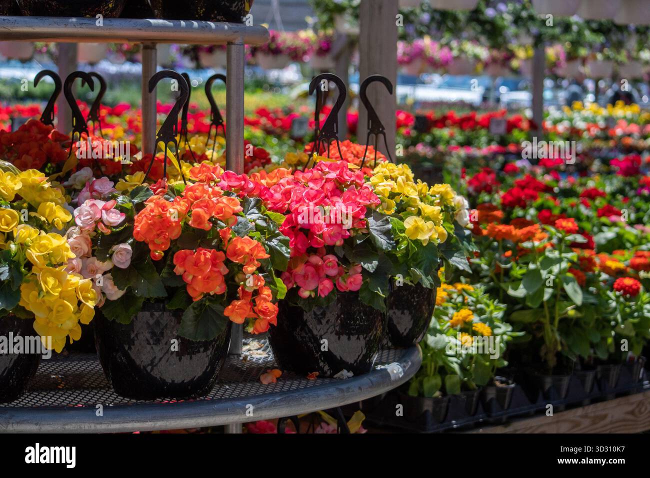 Blooming floral bed landscape hi-res stock photography and images - Alamy
