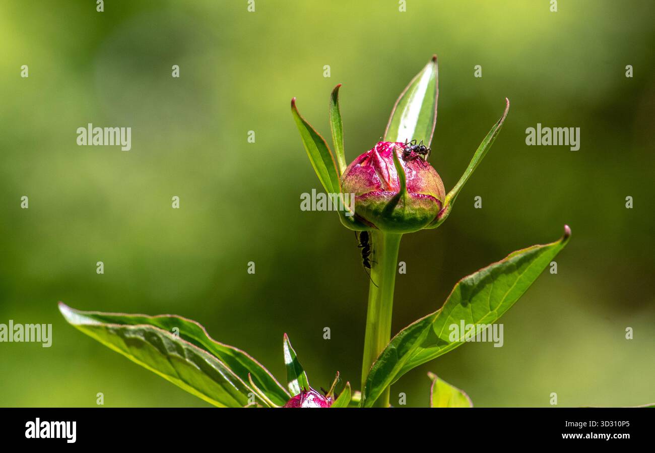 Interesting Do Peonies Need Ants To Bloom Gallery