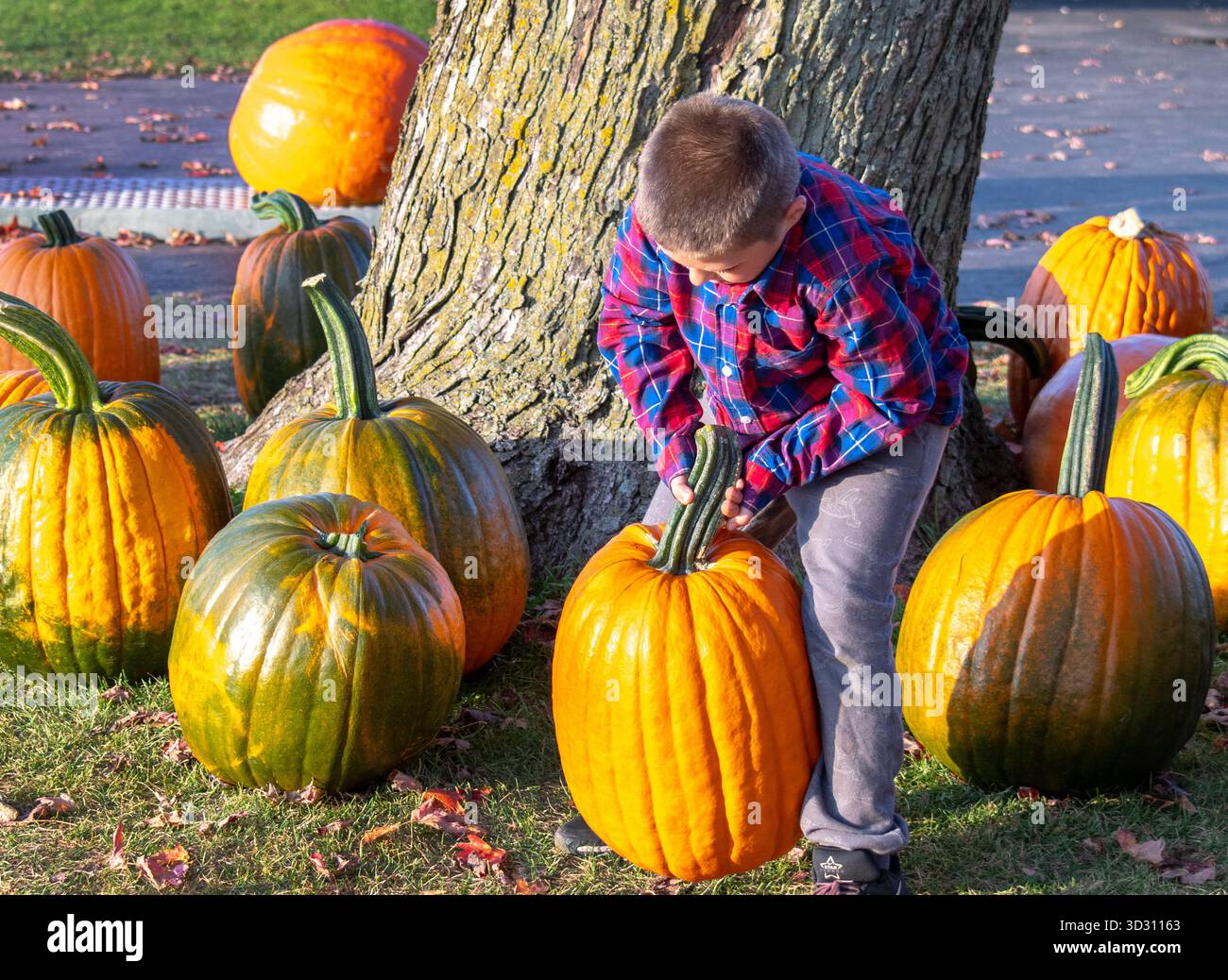 Young boy struggles to lift a very heavy pumpkin Stock Photo - Alamy
