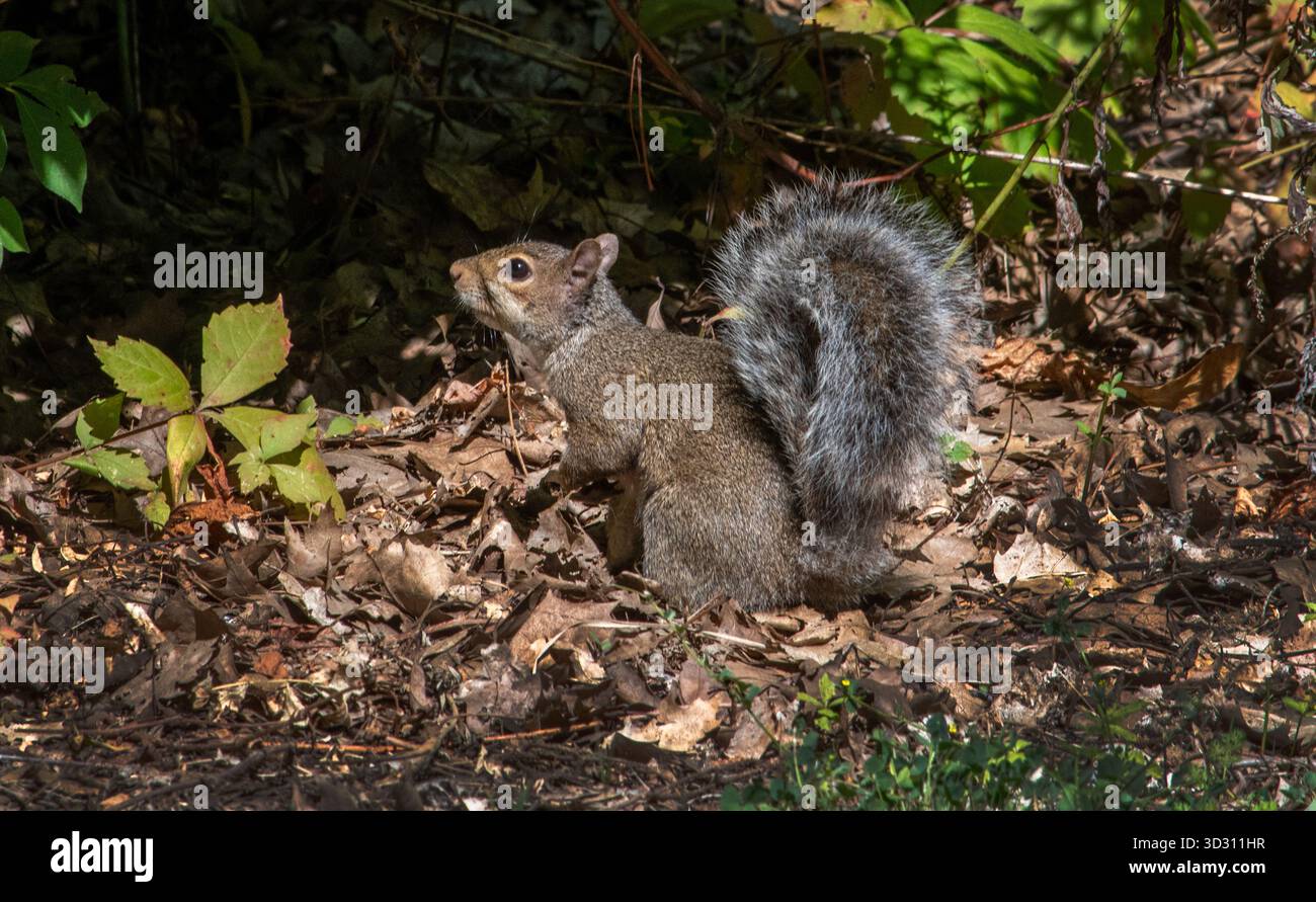 Gray squirrel looking for food on a fall day Stock Photo