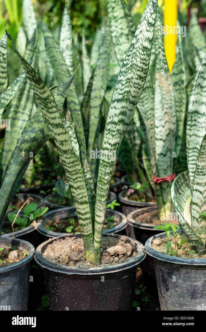Green plant in pot oxygen hi-res stock photography and images - Alamy