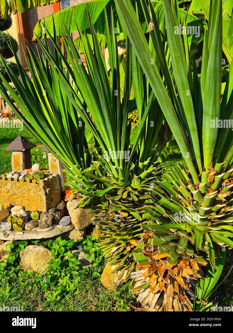 close up of yucca plant with long leaves. ornamental yucca plant in landscaping. tropical yucca plant in a sunny garden - Smartphone Captured Stock Image
