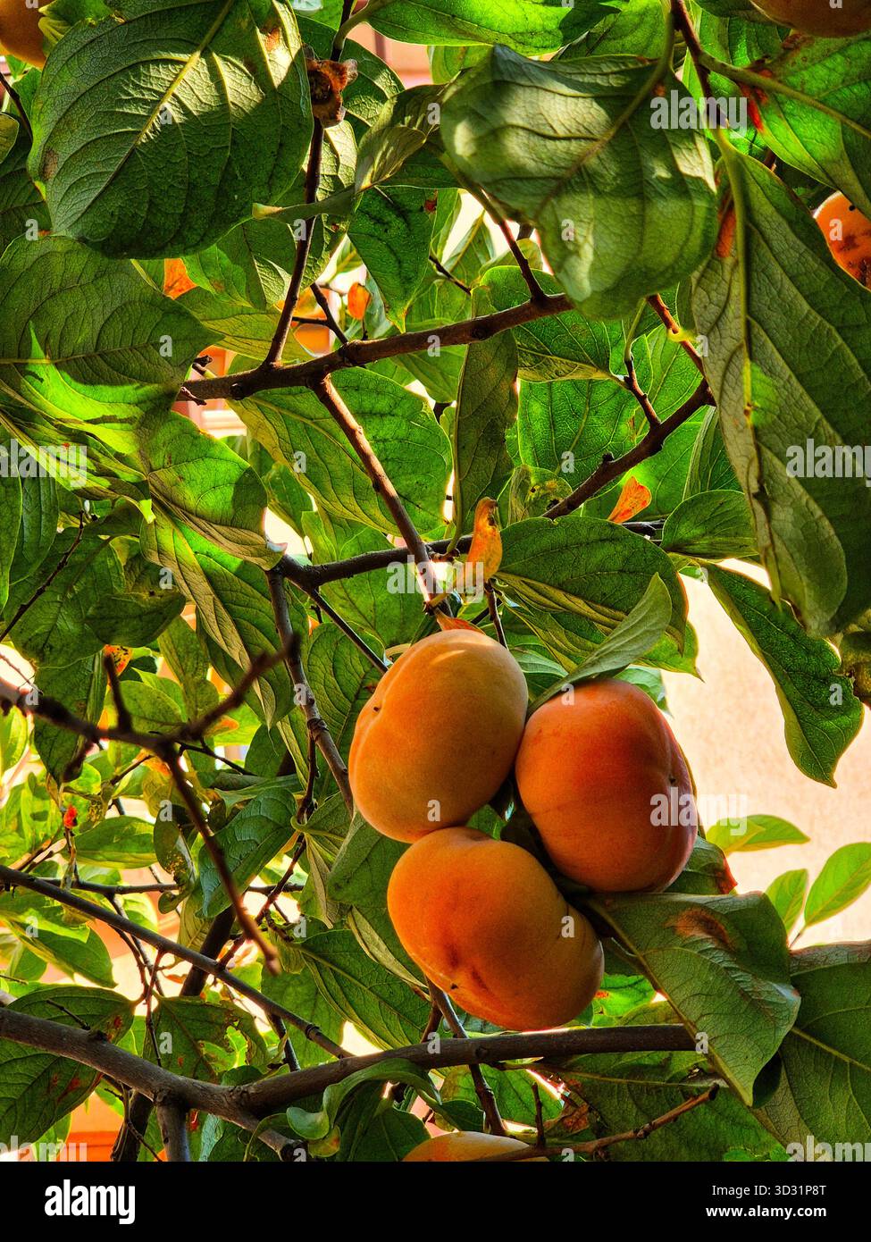 ripe persimmons on a tree. harvest of orange persimmon fruit among leaves. autumn persimmon fruit close up - Smartphone Captured Stock Image