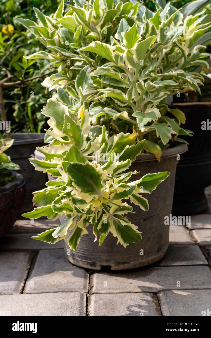 saatgut cannabis Floragard Easygrow Anzucht-Kitt Gorilla Glue, Erde, Cannabis-Samen, D   HaGaFeShop