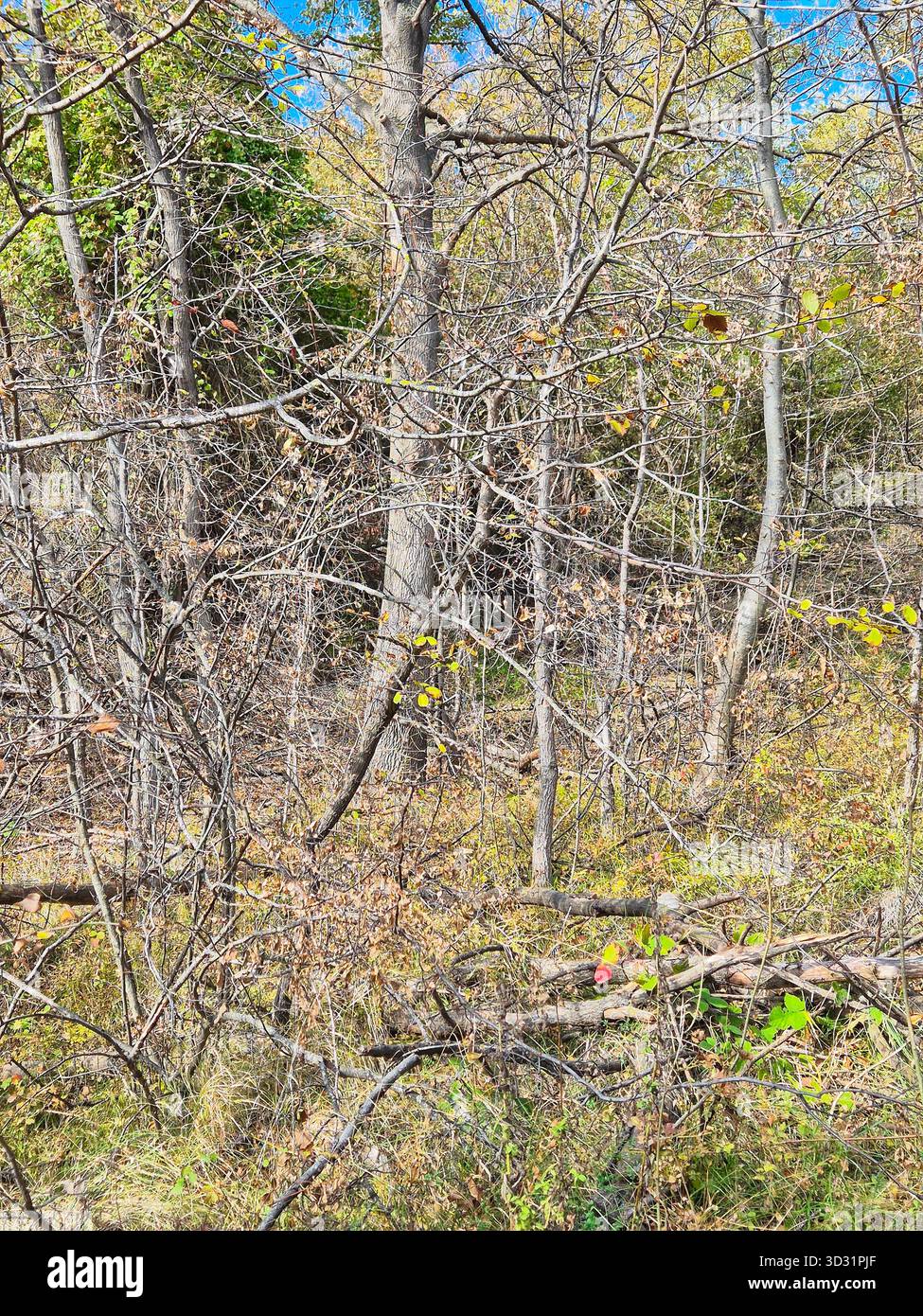 tree branches in the forest. The photo shows a dense tangle of leafless branches of trees and shrubs. autumn vibe. autumn picture - Smartphone Captured Stock Image