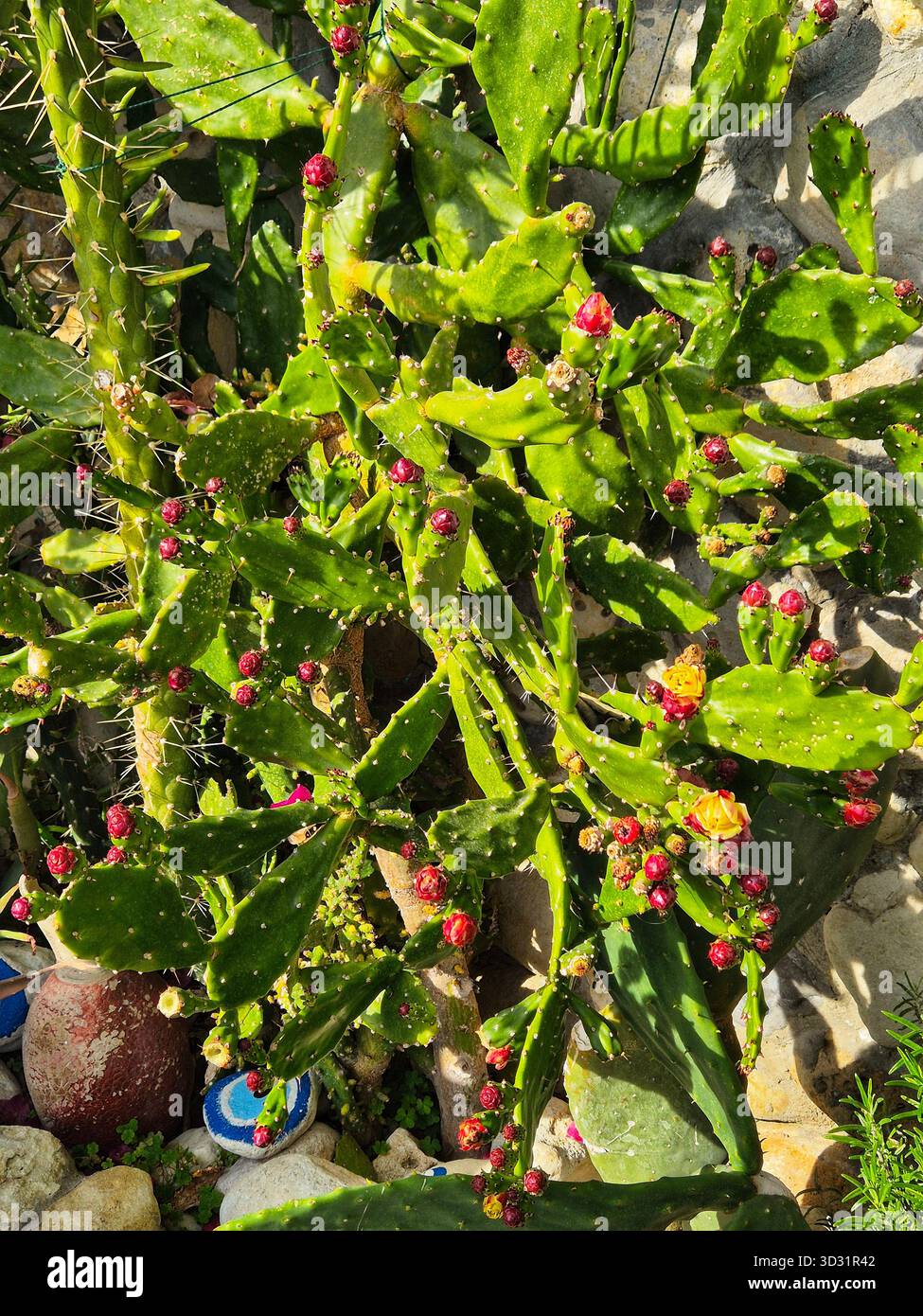 rickly Pear Cactus (Opuntia) with Reddish Fruit and Bright SunlightPrickly Pear Cactus (Opuntia) with Reddish Fruit and Bright Sunlight - Smartphone Captured Stock Image
