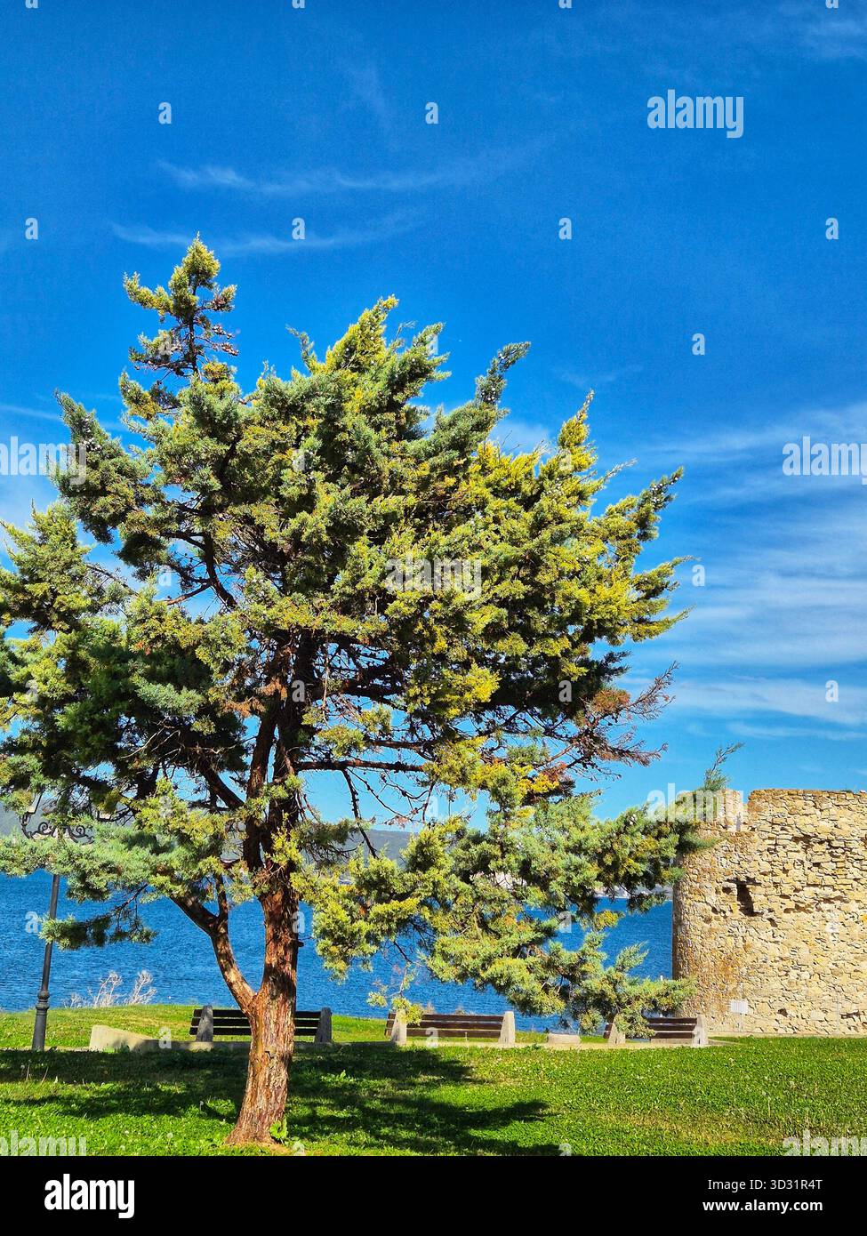 Evergreen Tree Beside Ancient Stone Tower Ruins with a Blue Seascape. - Smartphone Captured Stock Image