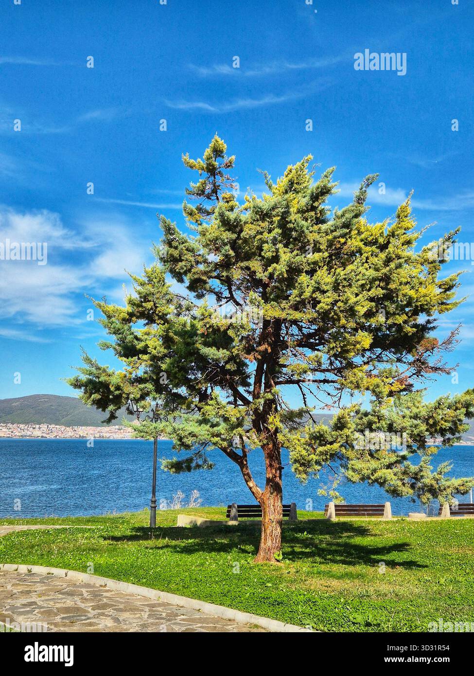 Green tree against the background of a blue seascape. - Smartphone Captured Stock Image