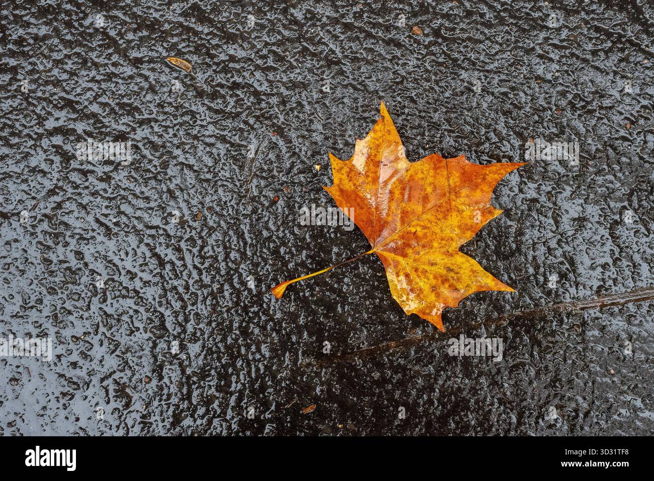 An orange maple leaf laying on the wet pavement. Autumn background. Copy space Stock Photo