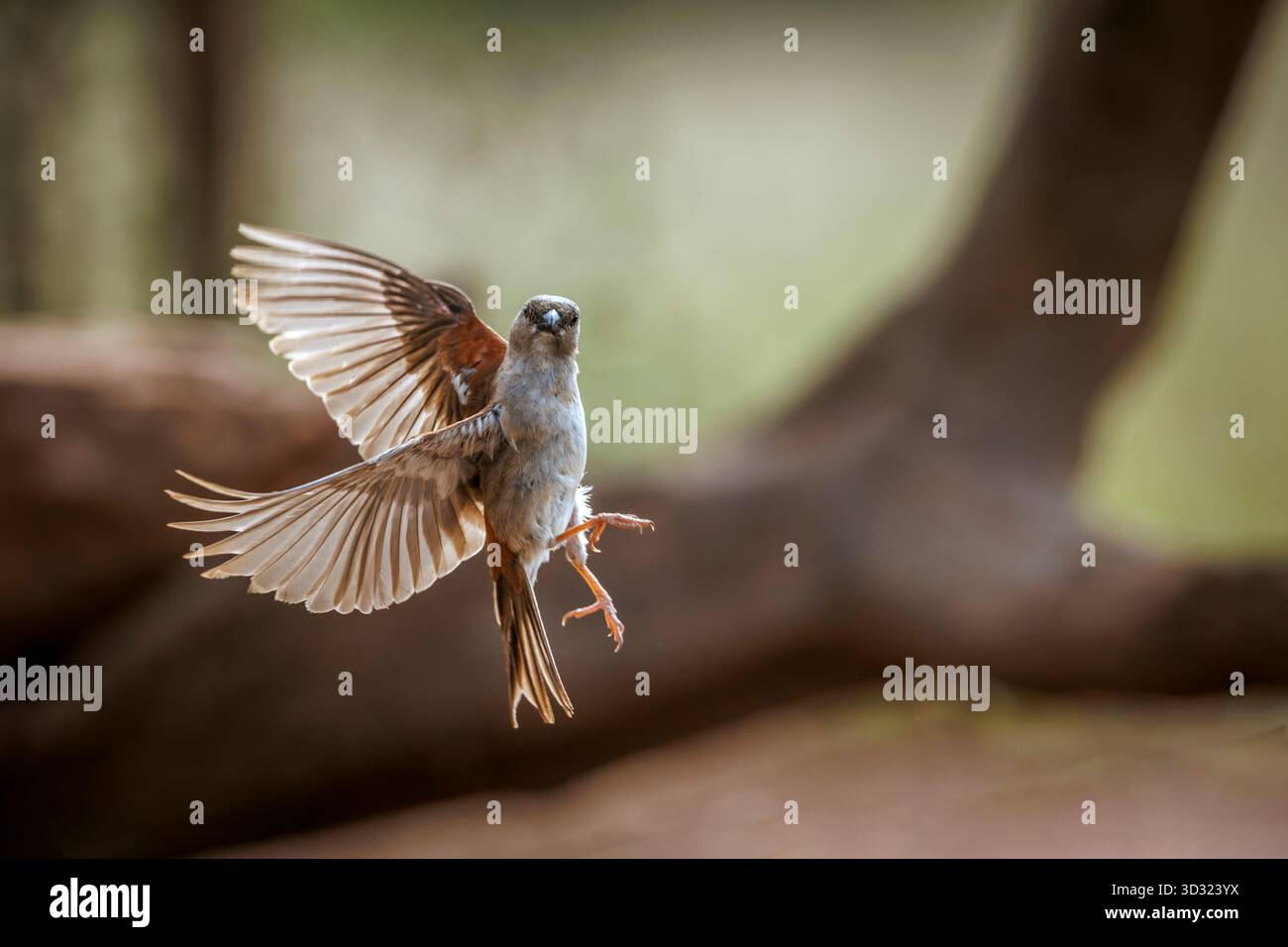 Southern Grey-headed Sparrow in flight front view in Greater Kruger ...