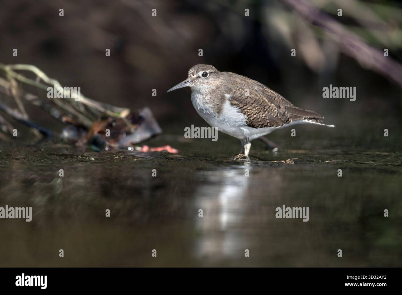 Common Sandpiper; Actitis hypoleucos; At Water's Edge; UK Stock Photo