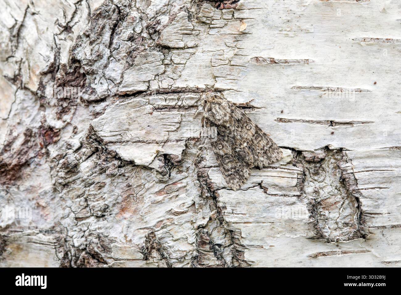 Knot Grass Moth; Acronicta rumicis; UK Stock Photo