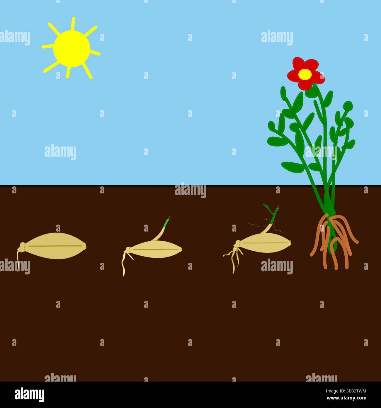 Plant bud sequence Stock Vector Images - Alamy